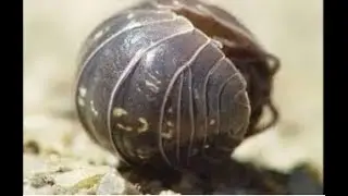 El bitxo bola