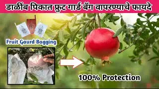 डाळींब बागेत पिशवी लावण्याचे फायदे काय | डाळींब फ्रुट गार्ड बॅग | Fruit bagging In pomogranate