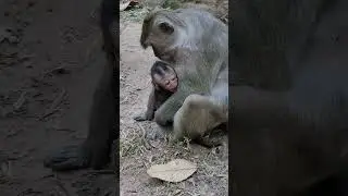 #babyanimal #ambertroop #babymonkey #cute #albatroop #babyprimate #animals #funny #anna #monkey