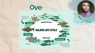 BIO320  - Salmon : A Biodiversity Spotlight in Kingdom Animalia and Phylum Chordata