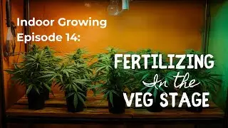 Indoor Growing for Beginners: Fertilizing for the Vegetative Stage 