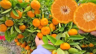 #550. Cây Quýt Golden Nugget Trái Trĩu Sắp Gãy Cành