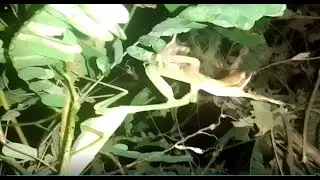 Praying mantis unbelievable hunt a frog