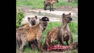 Kirko Xantana - Noise like Hyenas (Prod. by ayoleap)