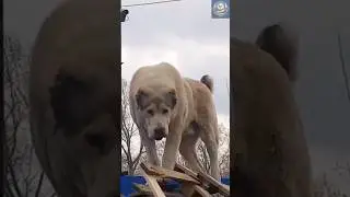 Alabai The Beast's True Guardian Nature Revealed! | Next2Wild