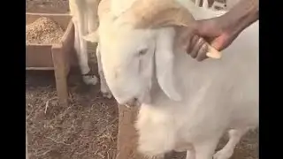 Optimizing Ram Farming for Maximum Profit