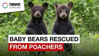 Two baby black bear cubs rescued from poachers
