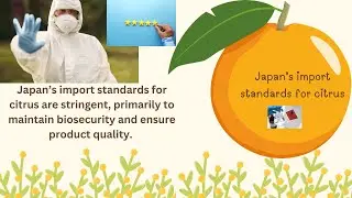 Citrus Export Guidelines and Import Standards for Japan
