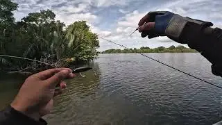 Casting Ikan Muara Sungai Bintuka Sabah
