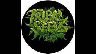 Tribal Seeds Ft. Rick Haze - Rootsman Party