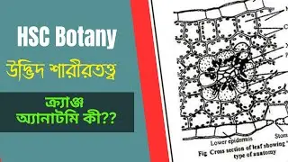 HSC Botany Kranz Anatomy। ক্র্যাঞ্জ অ্যানাটমি।Sadis Biology & Gk.