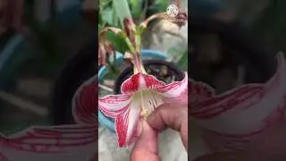 Easy Method in Cross pollinating Plants Or Flowers #plants #yearofyou #shortvideo #pollination
