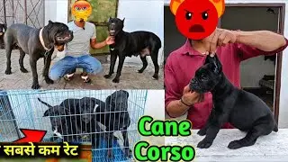 Top Quality Cane Corso Puppy for Sale in India | Italian Mastiff | Lifetime Purity Guarantee