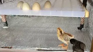 Egg incubator successful project for Engineering