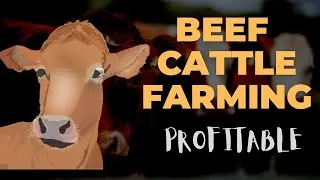 Is Beef Cattle Farming Profitable