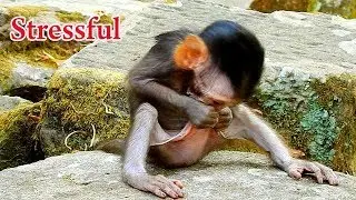 Because of stressful baby Dax bites its private area to relief stress | No one playing With baby Dax