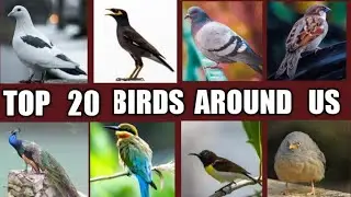 Birds Around  Us / 20  Common  Birds  Around  us /  Birds