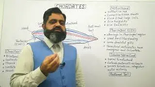 Chordates Urdu /Hindi medium @prof.masoodfuzail| Phylum Chordata | Structure of Chordates