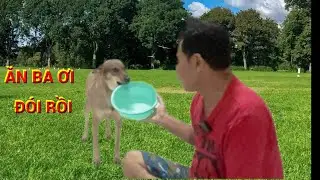 The dog knows many colors.