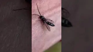 Flower Wasp - Methocha sp.