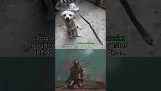 Dog saves the day