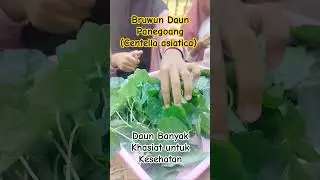 Pegagan/Panegoang/Centella asiatica)&nbsp;daun bermanfaat untuk kesehatan. #petani #pakistani #pegagan