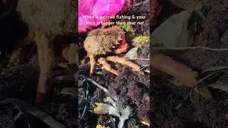 Huge spider crab 🦀😱🤯