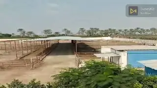 4فدان النوبارية انتاج حيواني