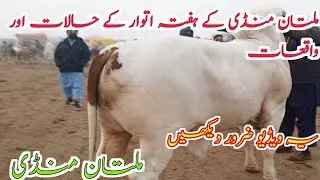 Today Latest Fresh Multan Mandi Update cholstani Bachre Multan Janwar 🔥 viral vedio /Sahiwal Gulabi 