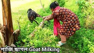Fresh Goat Milking | Goat Milking By Hand
