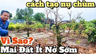 Vì sao mai đất ít nở sớm? Hướng dẫn cách tỉa nhánh tạo nụ chùm vườn Huỳnh Tú lặt test bông hàng loạt