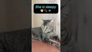 Sleepy Cat ✨🐾 #kitty #cutecat #catlovers #petlovers #shorts #shortvideo #viral #sleepycat #cat