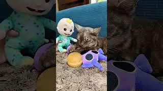 Китти рассердилась, потому что Джей-Джей не умеет определять время 🤣 #кот #спрунки #шорты #fyp