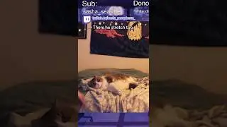 Loki is honestly a better streamer than I am. #metamorpheus #twitchstreamer #twitch ##streamer #cat
