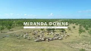'Miranda Downs', Gulf of Carpenteria, Qld.