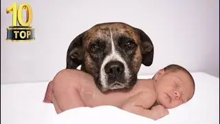 Top 10 Most Loyal Dog Breeds | Extreme loyal dog breeds #loyaldog