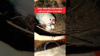 জাভা পাখির ডিম থেকে আজকে কটা বাচ্চা ফুটল দেখো বন্ধুরা #shortsfeed #javasparrow #viralshort #shorts