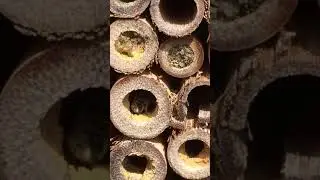 Bijenhotel biedt nestgelegenheid aan metselbij