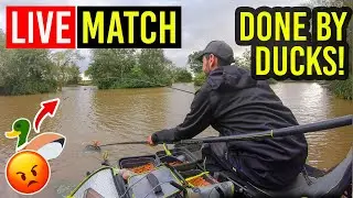 Live Match Fishing | 3 Hour Sprint on Bomb & Feeder