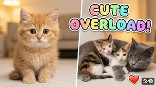 5 Minutes of Cute Kittens 🐾😻 | Adorable & Relaxing Cat Video