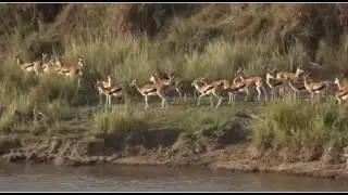 KenyaMaraTriangleSafariLive 23 Sep 2016 Thompsons gazelles crossing the river