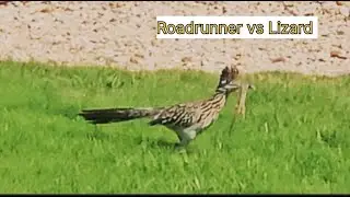 Roadrunner bird in my garden /Roadrunner running with food #hunt #prey #predator