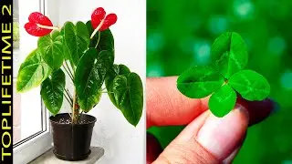 10 Plantas Que Atraen la Buena Suerte