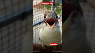 King Fisher Bird #kingfisher #bird #youtubeshorts