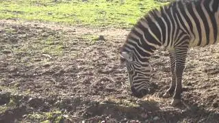 A zebra in the morning video