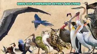 Birds size comparison - living and extinct.