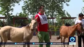 9393 tiere Press TV IRAN   50th anniversary of Caspian horse's rediscovery
