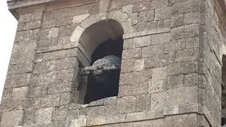 Volteo de campanas en Santa María de Tajadura