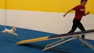 Intro To Agility / Beginner Agility Kayenna Kennels