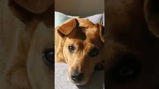 Meu companheiro de quatro patas  - Cachorrinho
